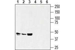 Western blot analysis of rat spleen (lanes 1 and 4), mouse spleen (lanes 2 and 5) and mouse brain (lanes 3 and 6) lysates: - 1-3. (Septin 7 抗体  (Intracellular))