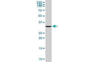 Western Blotting (WB) image for anti-Annexin A2 (ANXA2) (AA 1-357) antibody (ABIN513355)