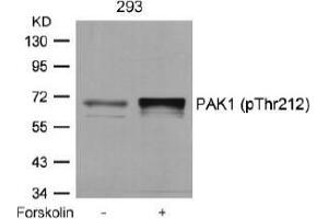 Image no. 1 for anti-P21-Activated Kinase 1 (PAK1) (pThr212) antibody (ABIN196879) (PAK1 抗体  (pThr212))