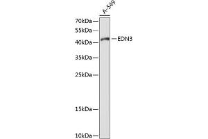 Western blot analysis of extracts of A-549 cells, using EDN3 antibody (ABIN6127870, ABIN6139934, ABIN6139936 and ABIN6214707) at 1:1000 dilution. (Endothelin 3 抗体  (AA 17-187))