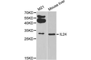 Western Blotting (WB) image for anti-Interleukin 24 (IL24) antibody (ABIN1875418) (IL-24 抗体)