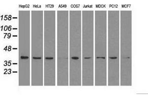Western blot analysis of extracts (35 µg) from 9 different cell lines by using anti-MAPK1 monoclonal antibody. (ERK2 抗体)