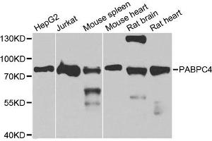 PABPC4 抗体  (AA 350-450)