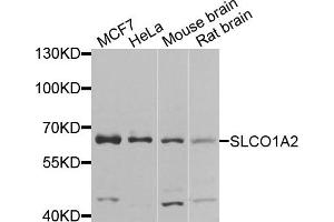 Western blot analysis of extracts of various cells, using SLCO1A2 antibody. (SLCO1A2 抗体)