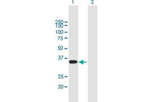 Western Blot analysis of WBP2 expression in transfected 293T cell line by WBP2 MaxPab polyclonal antibody. (WBP2 抗体  (AA 1-261))
