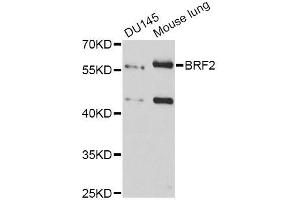 Western blot analysis of extracts of various cell lines, using BRF2 antibody (ABIN5996700) at 1:3000 dilution. (BRF2 抗体)