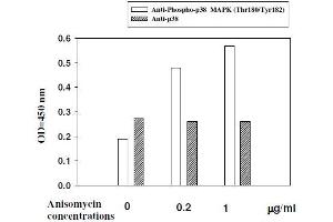 Image no. 3 for Mitogen-Activated Protein Kinase 14 (MAPK14) ELISA Kit (ABIN1981835)