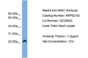 WB Suggested Anti-HAX1  Antibody Titration: 0. (HAX1 抗体  (Middle Region))