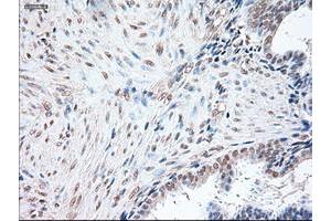 Immunohistochemistry (IHC) image for anti-POU Class 5 Homeobox 1 (POU5F1) antibody (ABIN1500354) (OCT4 抗体)
