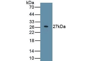 Detection of Recombinant WIF1, Human using Polyclonal Antibody to WNT Inhibitory Factor 1 (WIF1) (WIF1 抗体  (AA 29-379))