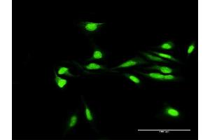 Immunofluorescence of purified MaxPab antibody to H2AFY2 on HeLa cell. (H2AFY2 抗体  (AA 1-372))