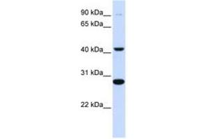 CYB561 抗体  (AA 144-193)