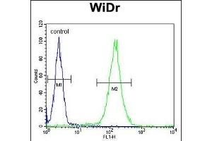 FBXO34 Antibody (C-term) (ABIN651879 and ABIN2840436) flow cytometric analysis of WiDr cells (right histogram) compared to a negative control cell (left histogram). (FBXO34 抗体  (C-Term))