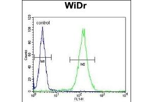 FBXO34 Antibody (C-term) (ABIN651879 and ABIN2840436) flow cytometric analysis of WiDr cells (right histogram) compared to a negative control cell (left histogram).