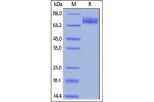 Mucin 16, Cell Surface Associated (CA125) (AA 12660-12923) protein (Fc Tag,AVI tag,Biotin)