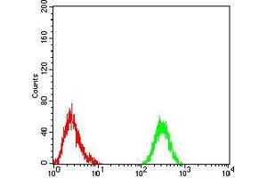 Flow cytometric analysis of Raji cells using PLCG1 mouse mAb (green) and negative control (red).