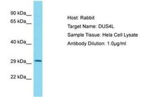 Image no. 1 for anti-Dihydrouridine Synthase 4-Like (DUS4L) (AA 38-87) antibody (ABIN6750560) (DUS4L 抗体  (AA 38-87))