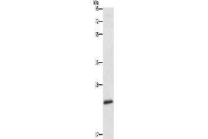 Western Blotting (WB) image for anti-Autophagy Related 10 (ATG10) antibody (ABIN2429199) (ATG10 抗体)