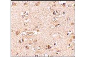 Immunohistochemistry of Nanos2 in human brain tissue cells with this product at 2. (NANOS2 抗体  (N-Term))