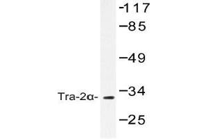 Western blot (WB) analysis of Tra-2alpha antibody in extracts from COS-7 cells. (TRA2A 抗体)