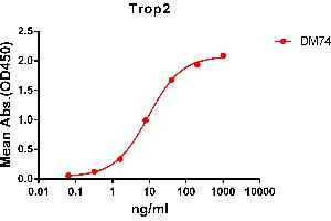 ELISA plate pre-coated by 2 μg/mL (100 μL/well) Human Trop2 protein, mFc-His tagged protein ((ABIN6961178, ABIN7042385 and ABIN7042386)) can bind Rabbit anti-Trop2 monoclonal antibody(clone: DM74) in a linear range of 1-100 ng/mL. (TACSTD2 抗体  (AA 27-274))