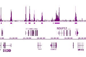 BRD3 antibody (pAb) tested by ChIP-Seq. (BRD3 抗体  (C-Term))