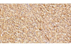 Immunohistochemistry (IHC) image for anti-3-Hydroxy-3-Methylglutaryl-CoA Reductase (HMGCR) (AA 638-887) antibody (ABIN7435559)
