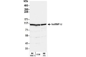 Western Blotting (WB) image for anti-Heterogeneous Nuclear Ribonucleoprotein U (Scaffold Attachment Factor A) (HNRNPU) (C-Term) antibody (ABIN7451601)