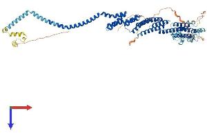 COG8 Protein (AA 1-612) (His tag)