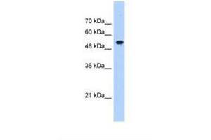 Image no. 1 for anti-Interferon-Induced Protein with Tetratricopeptide Repeats 3 (IFIT3) (AA 51-100) antibody (ABIN6738197) (IFIT3 抗体  (AA 51-100))
