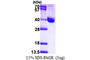 Leucine Carboxyl Methyltransferase 1 (LCMT1) (AA 1-334) protein (His tag)