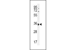 Western Blotting (WB) image for anti-KH Domain Containing 3-Like, Subcortical Maternal Complex Member (KHDC3L) (AA 20-48), (N-Term) antibody (ABIN655185)