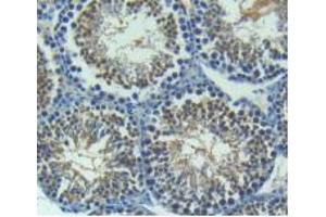 IHC-P analysis of Mouse Testis Tissue, with DAB staining. (Angiopoietin 2 抗体  (AA 19-147))