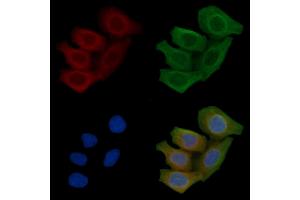 ABIN6257704 and ABIN6275059 staining Hela cells(45 min of heat-shock) by IF/ICC. (DKK3 抗体  (C-Term))
