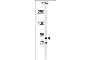 Western blot analysis of AVIL Antibody in K562 cell line lysates (35ug/lane) (Advillin 抗体  (N-Term))