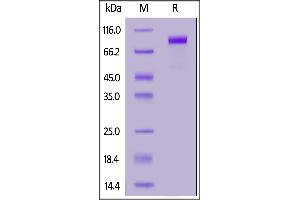 Human Kremen-1, Fc Tag on  under reducing (R) condition. (KREMEN1 Protein (AA 21-392) (Fc Tag))
