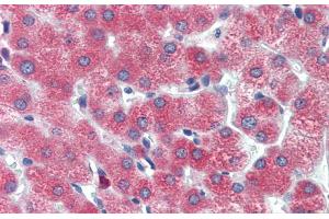 Human Liver; Immunohistochemistry with Human Liver cell lysate tissue at an antibody concentration of 5. (DBP 抗体  (Middle Region))