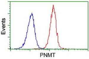 Image no. 1 for anti-Phenylethanolamine N-Methyltransferase (PNMT) antibody (ABIN1500307) (PNMT 抗体)