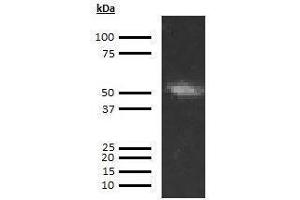 Western Blotting (WB) image for anti-Coagulation Factor IX (F9) antibody (Biotin) (ABIN613077) (Coagulation Factor IX 抗体  (Biotin))