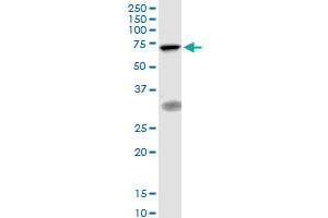 TIGD1 MaxPab polyclonal antibody. (TIGD1 抗体  (AA 1-591))