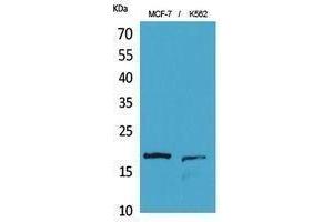 Western Blotting (WB) image for anti-Histone 3 (H3) (Lys10) antibody (ABIN3180411) (Histone 3 抗体  (Lys10))