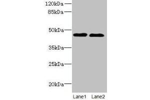 Western blot All lanes: KCNK13 antibody at 8 μg/mL Lane 1: HepG2 whole cell lysate Lane 2: LO2 whole cell lysate Secondary Goat polyclonal to rabbit IgG at 1/10000 dilution Predicted band size: 46 kDa Observed band size: 46 kDa (KCNK13 抗体  (AA 292-408))