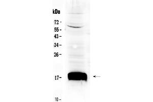 Western blot analysis of Sca1/Ly6A/E using anti- Sca1/Ly6A/E antibody . (Sca-1/Ly-6A/E 抗体  (Middle Region))