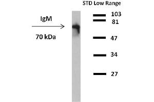 Western blot analysis of detection (reducing conditions) of IgM in human plasma using anti-human IgM peroxidase conjugate. (小鼠 anti-人 IgM Antibody)