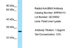 Western Blotting (WB) image for anti-Bridging Integrator 3 (BIN3) (C-Term) antibody (ABIN2790047) (BIN3 抗体  (C-Term))