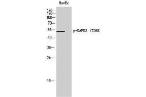 Western Blotting (WB) image for anti-Death-Associated Protein Kinase 3 (DAPK3) (pThr265) antibody (ABIN3182436) (DAPK3 抗体  (pThr265))