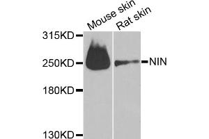 Western blot analysis of extracts of various cell lines, using NIN antibody (ABIN6291434) at 1:1000 dilution. (Ninein 抗体)