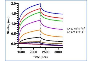 ELISA image for anti-HbBs (N-Term) antibody (ABIN5706738)