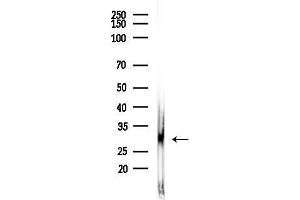 Western blot analysis of lysates from COLO205 cells(heat-shock,45 min treatment), using Mast Cell Chymase Antibody at 1/1000 dilution.