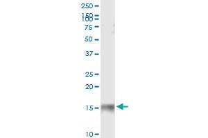 Immunoprecipitation (IP) image for anti-Interferon-Induced Transmembrane Protein 3 (IFITM3) (AA 1-133) antibody (ABIN523802)